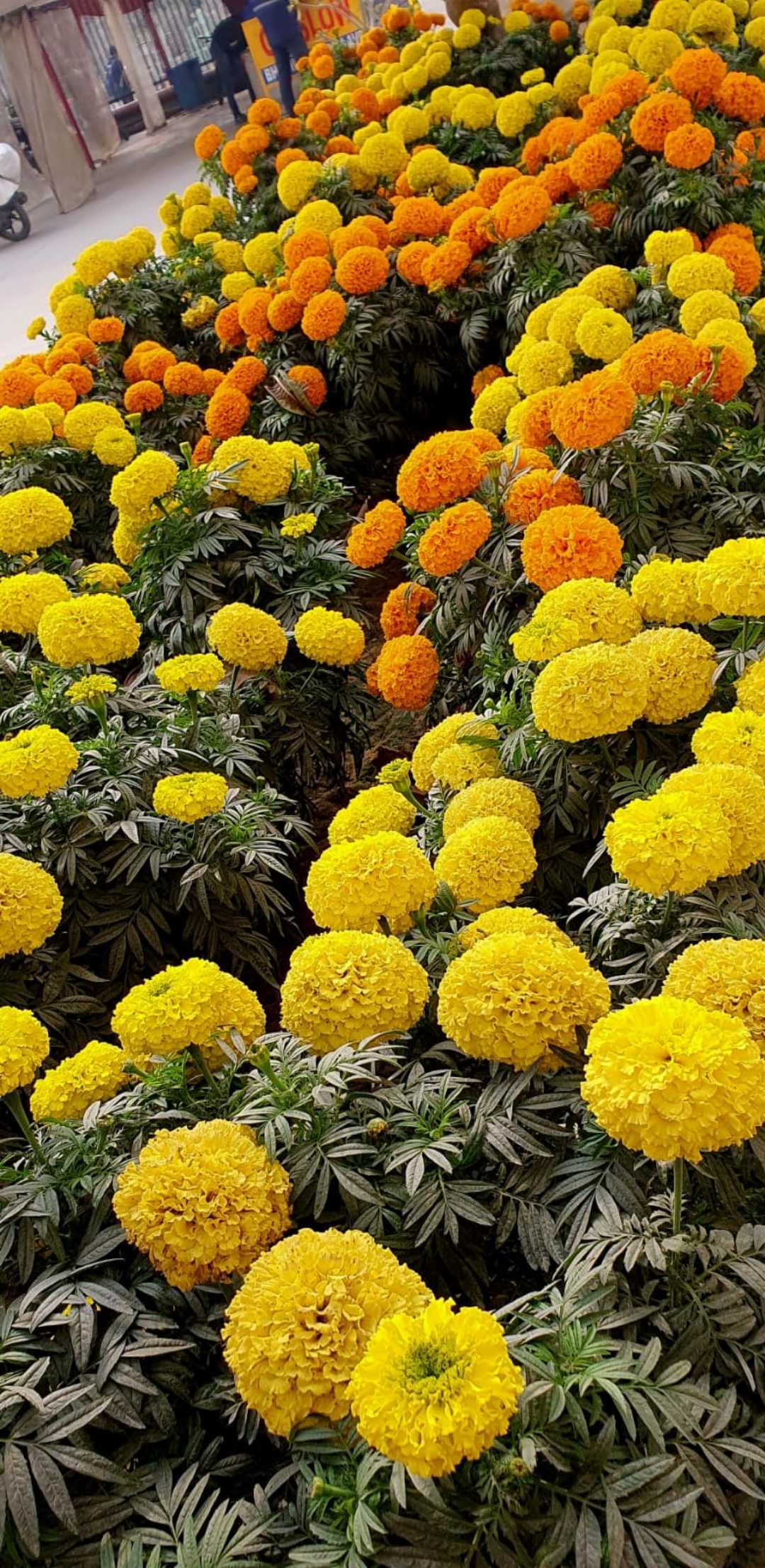 marigold 🏵️