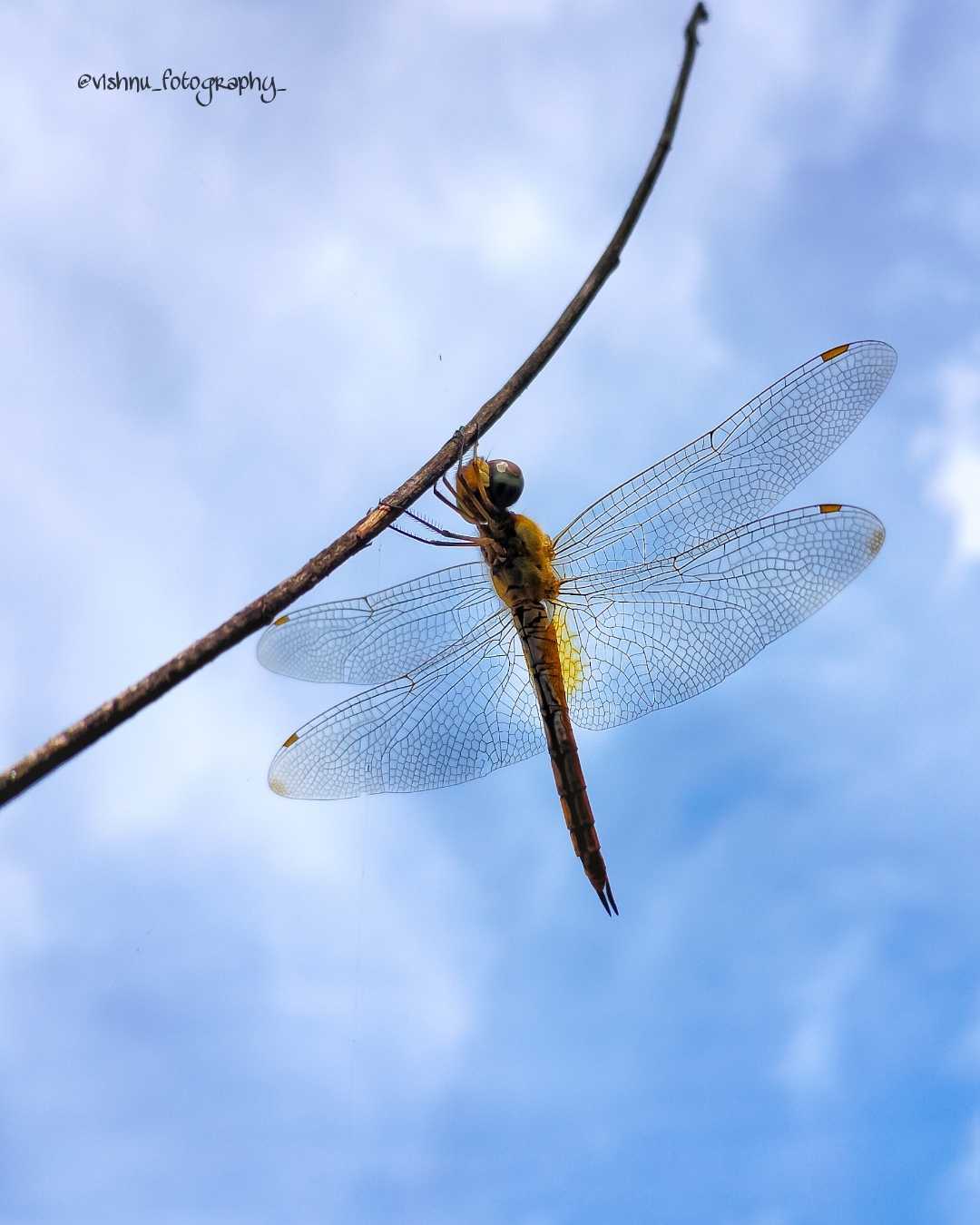 Dragon fly 