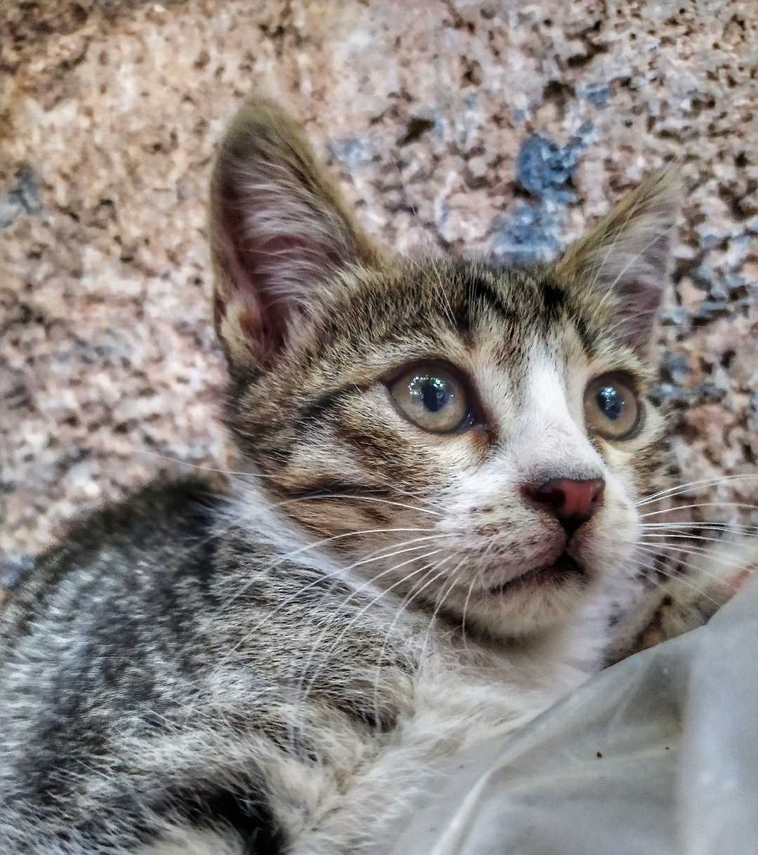 Yoldaş 😸