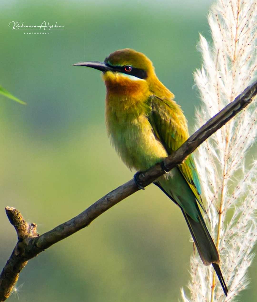 Bee eater 