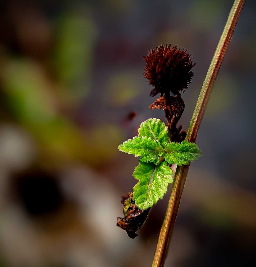 TUNAS bunga pom pom