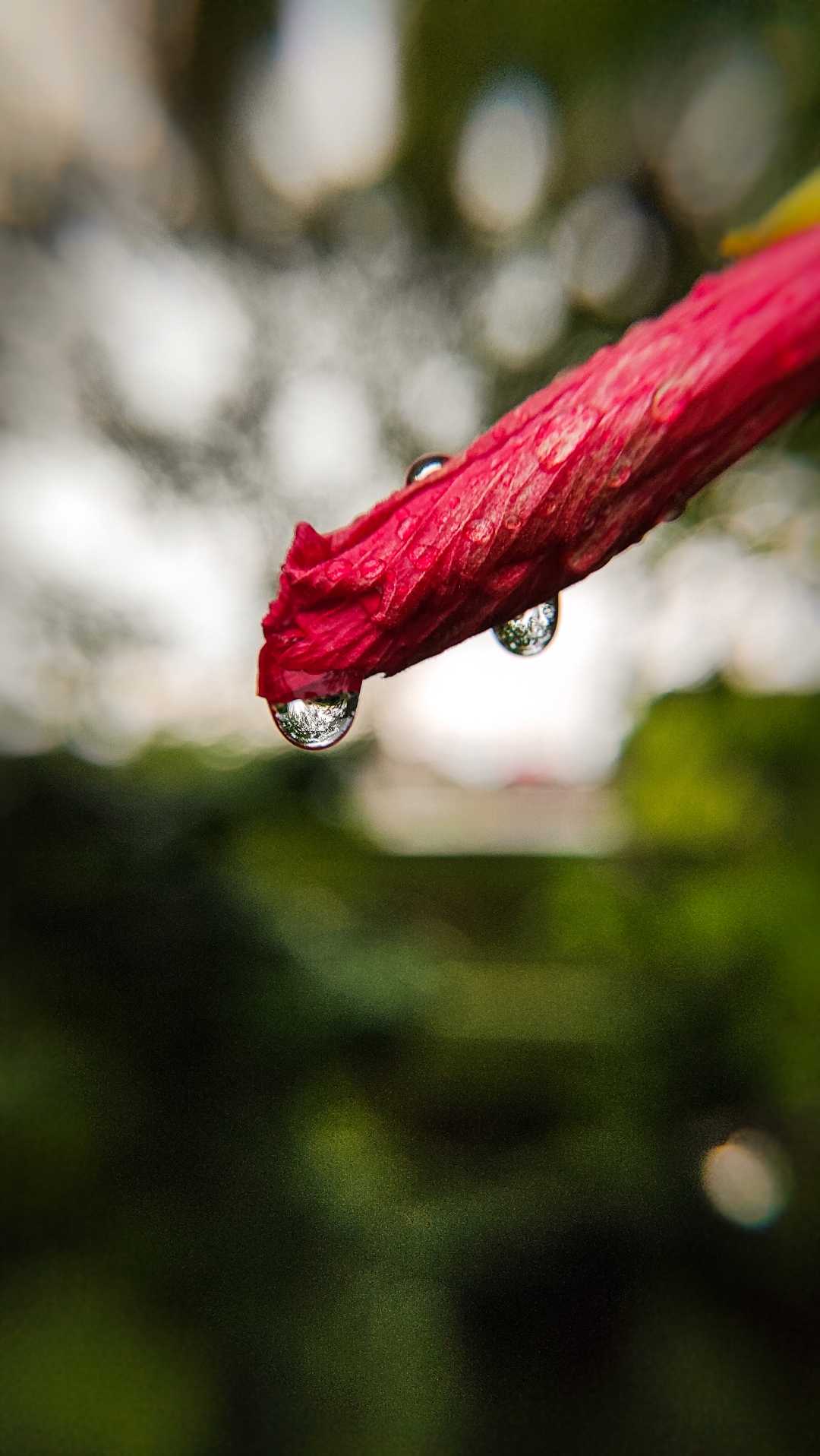 macro
