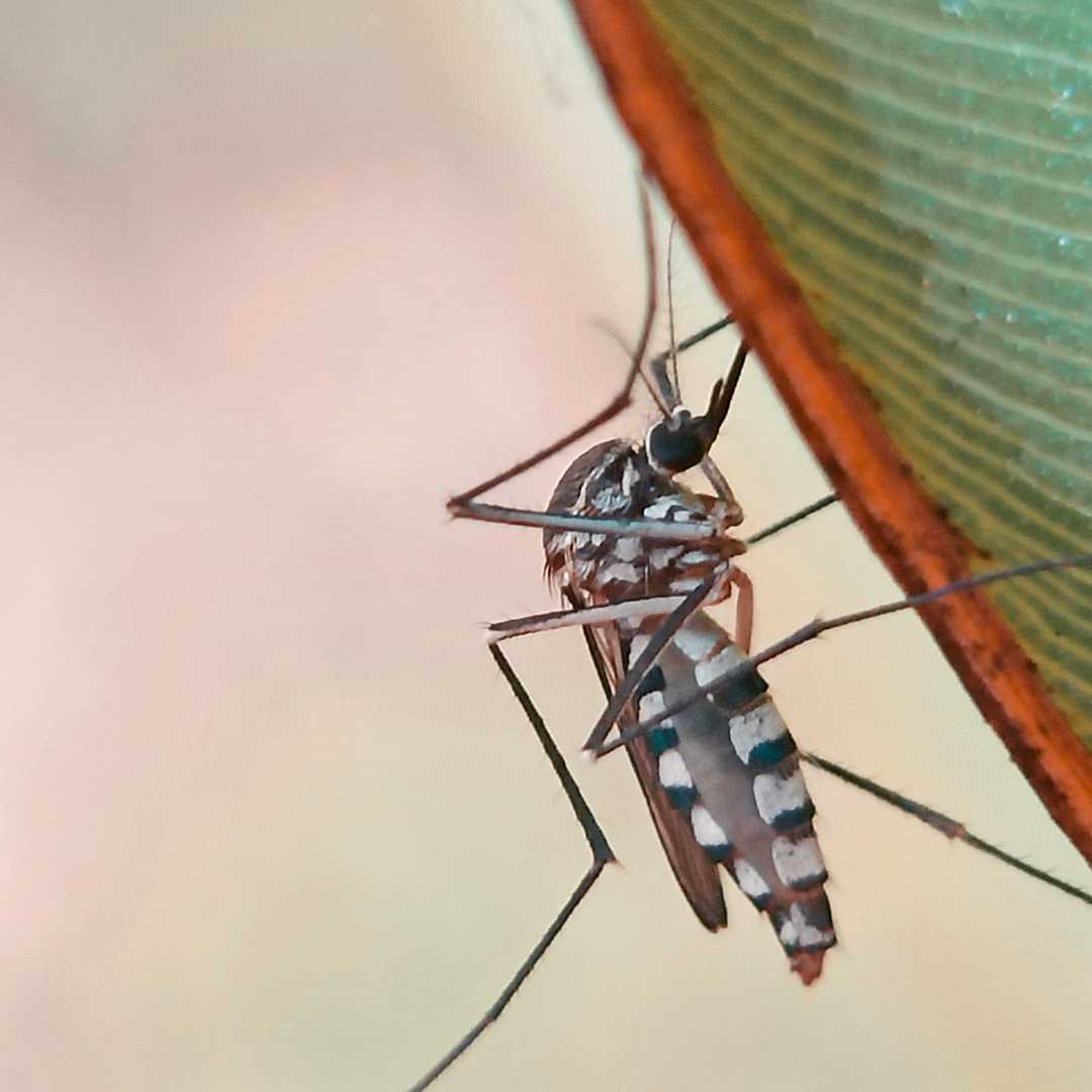 Nyamuk Aedes aegypti