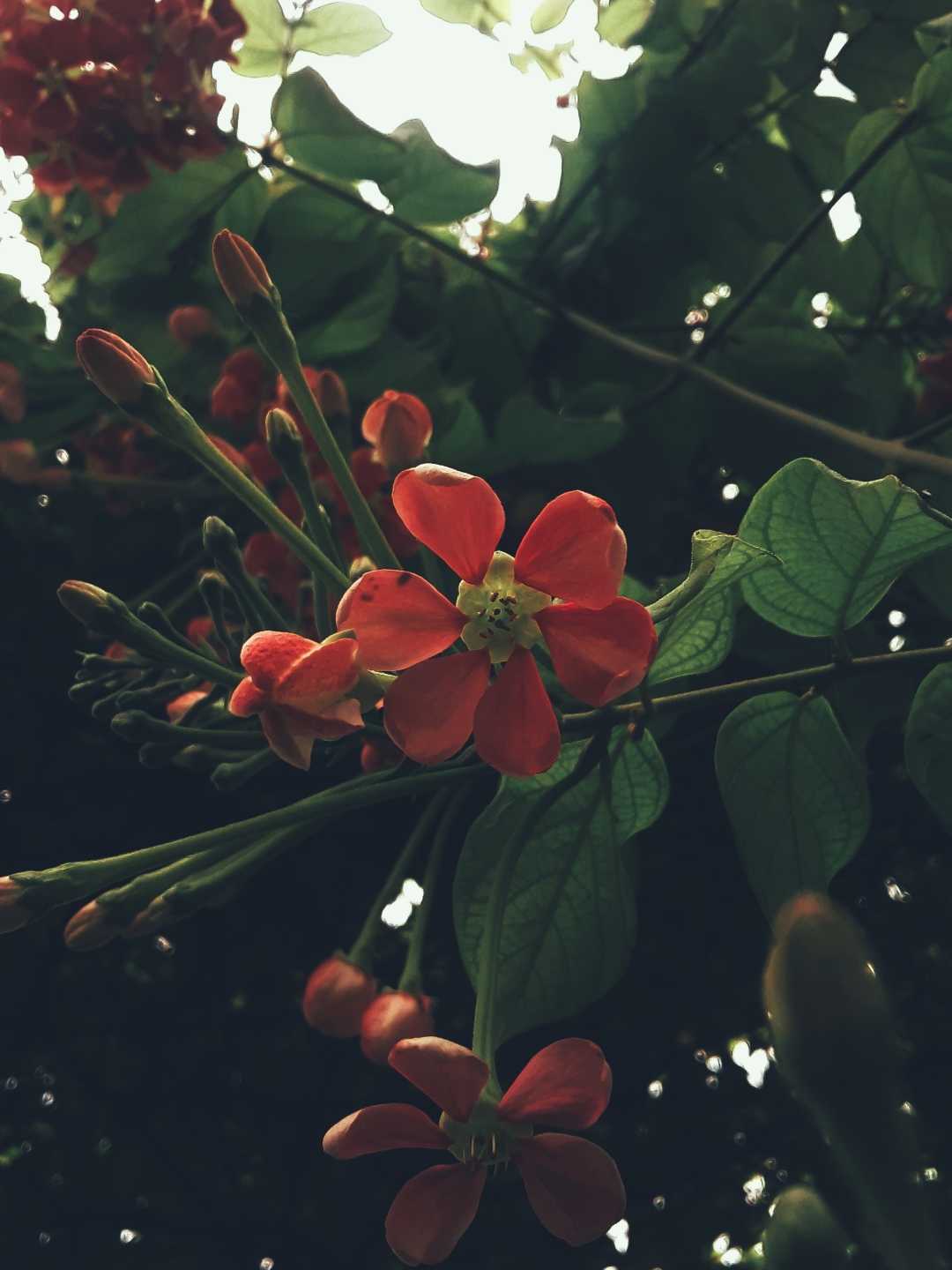 Rangoon creeper flower