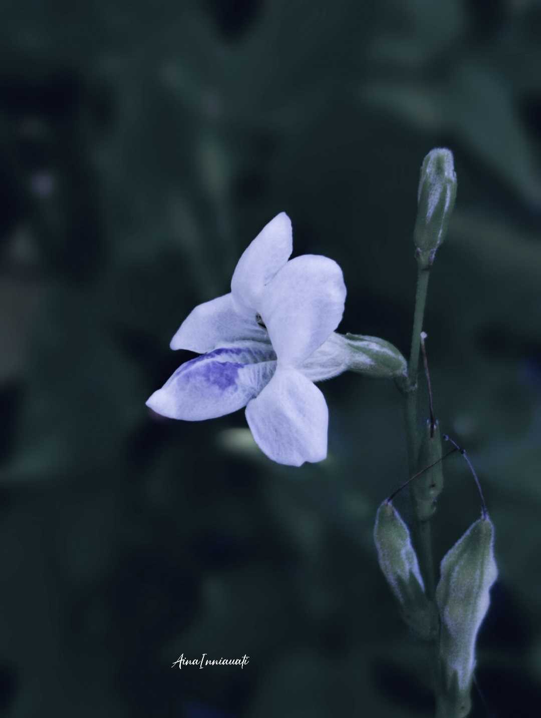 Bunga Rumput Israel
