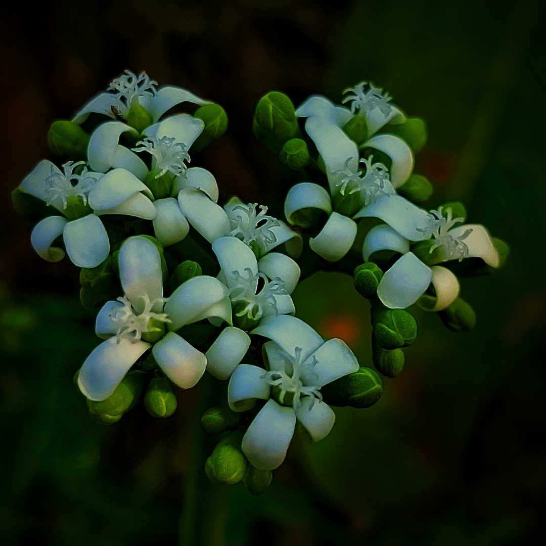 Cnidoscolus aconitifolius