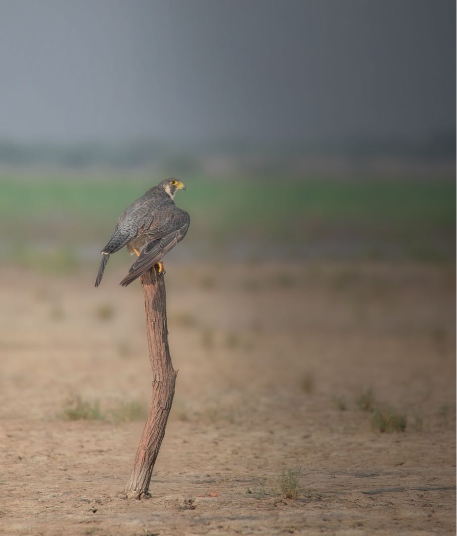 peregrine falcon