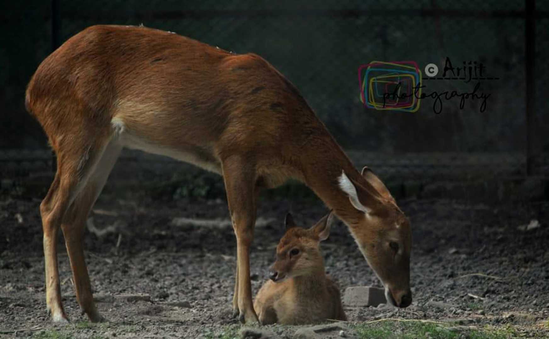 Deer | Mother's love | arijit2000