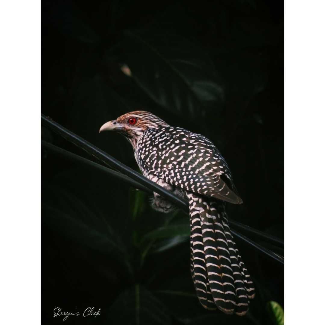 The Cuckoo 