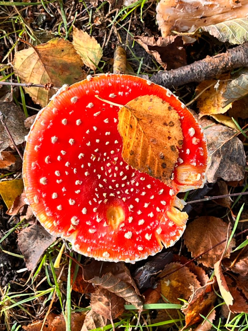 Mushroom season
