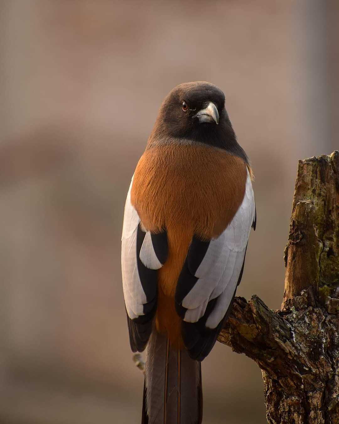 Angry bird... 