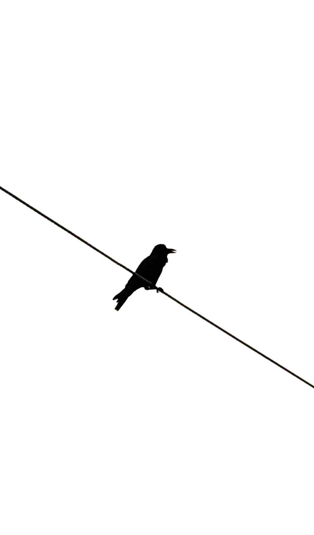 BIRD MINIMAL