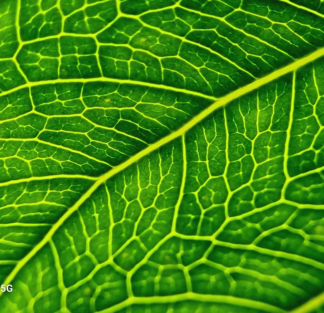 Reticulation of leaves 🥰