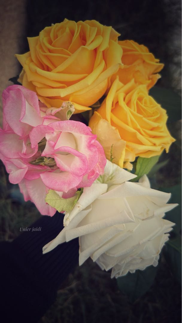 roses 🌹 from my garden 