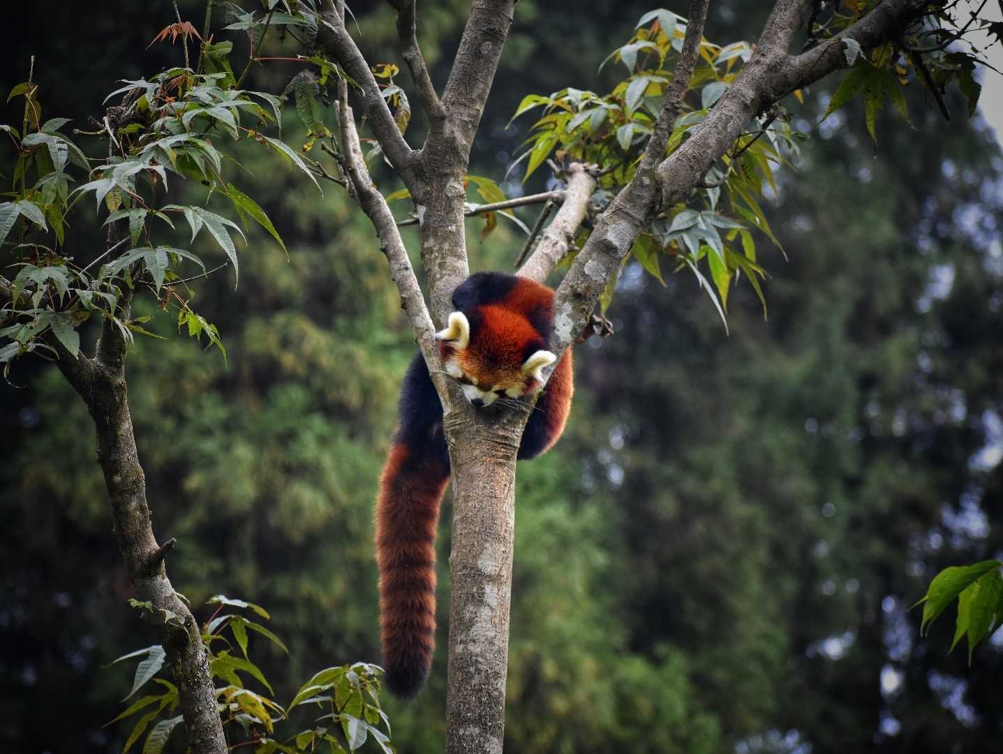 The Red Pandas