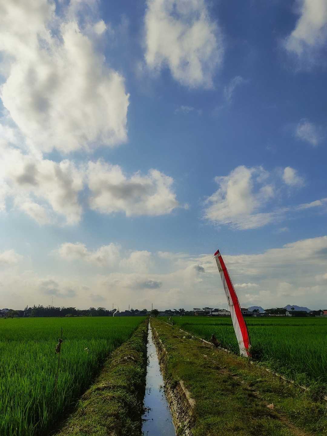 Area persawahan desa Sobontoro