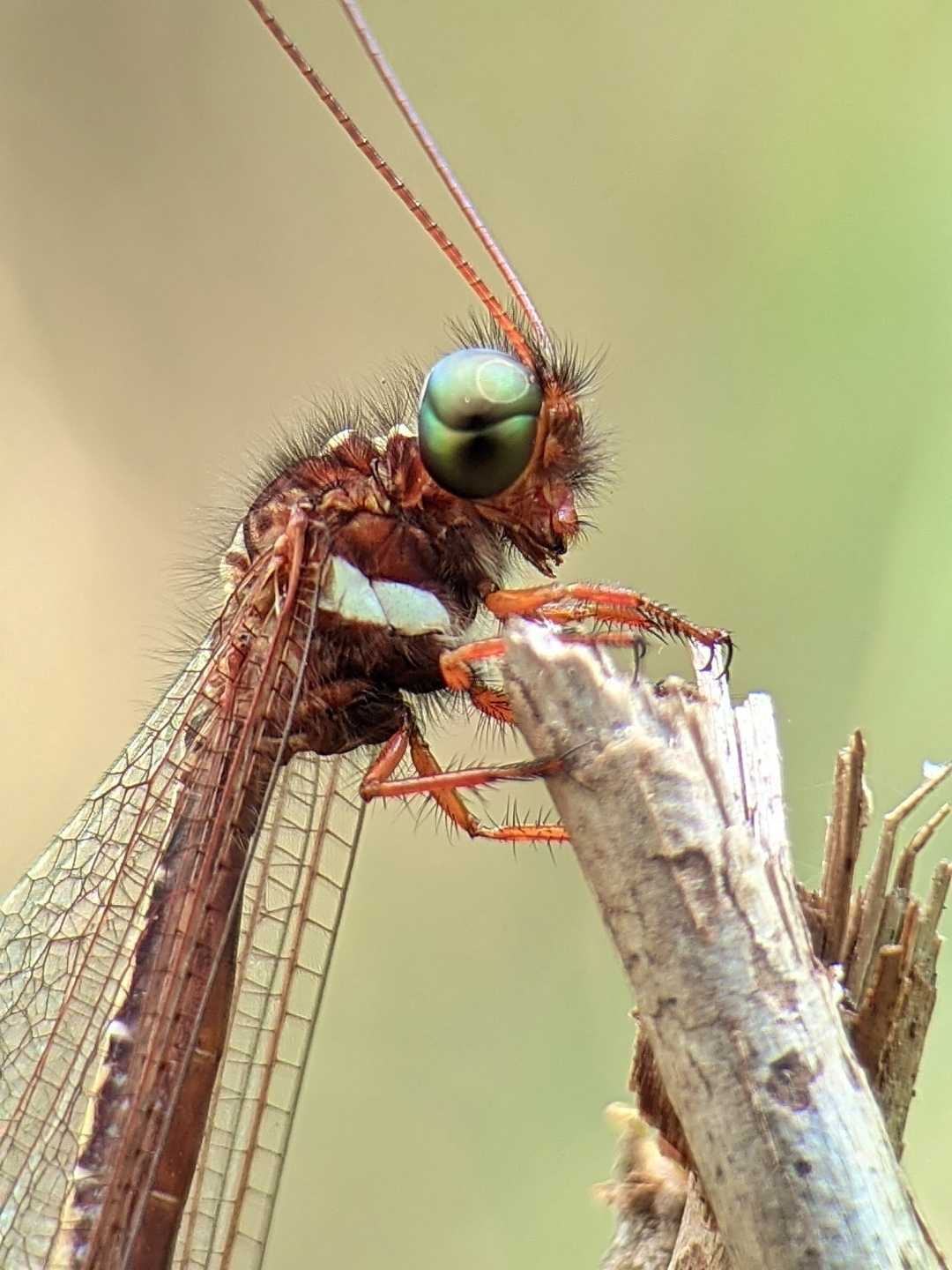Ascalaphidae 🐝