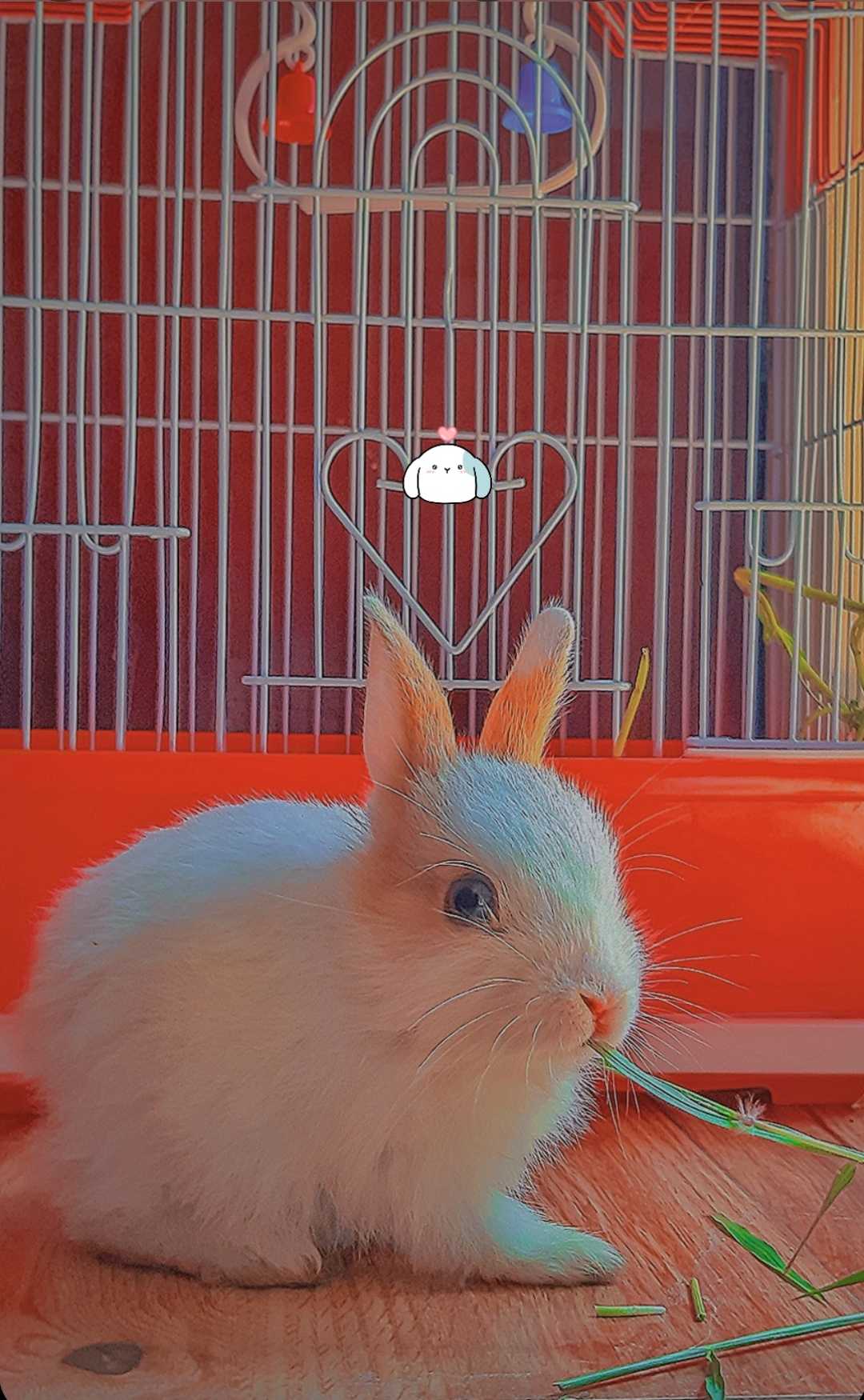 🐇 rabbit❣