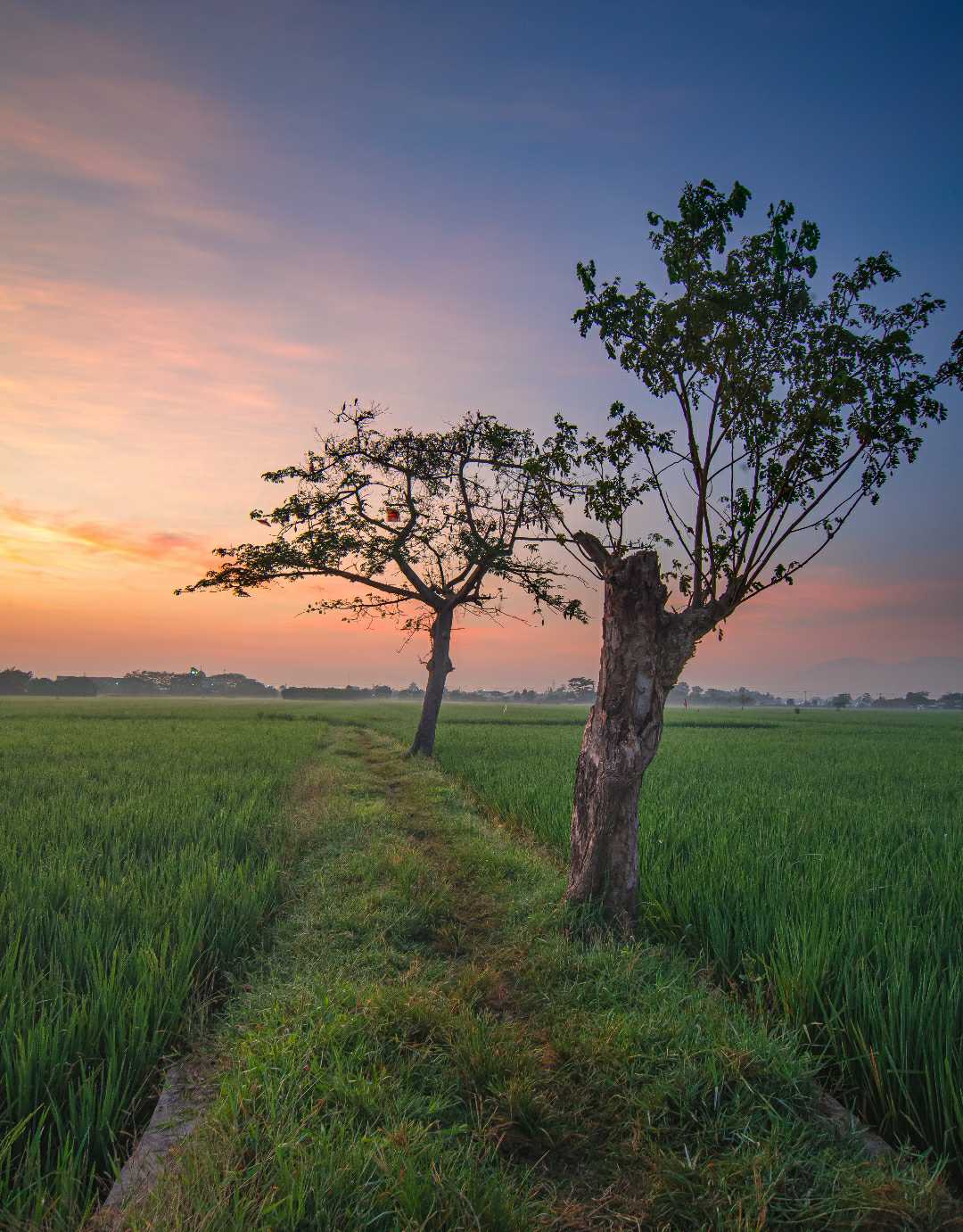 Dua pohon