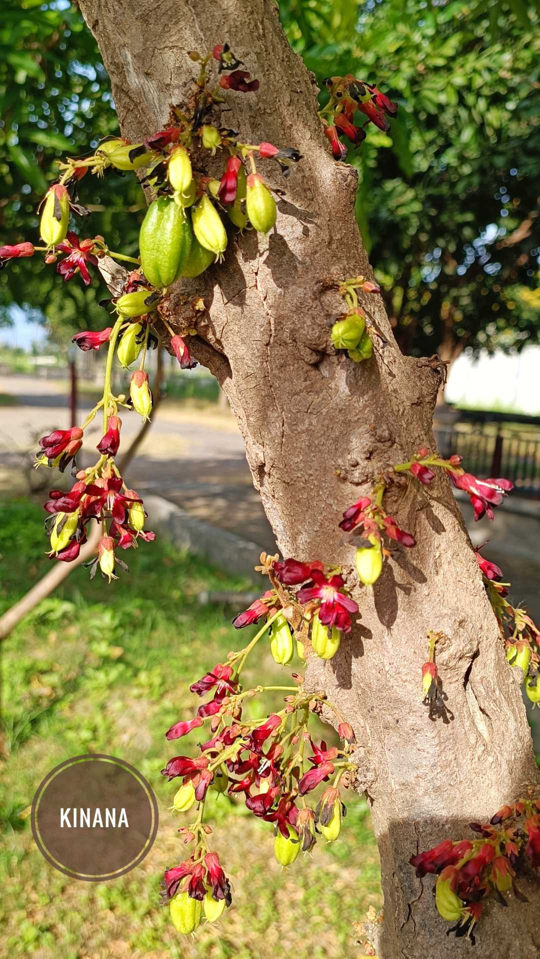 " Averrhoa Bilimbi "