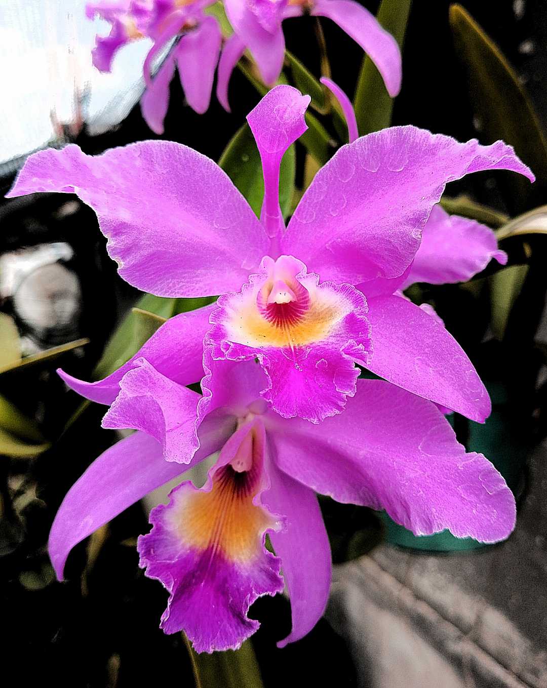 Anggrek