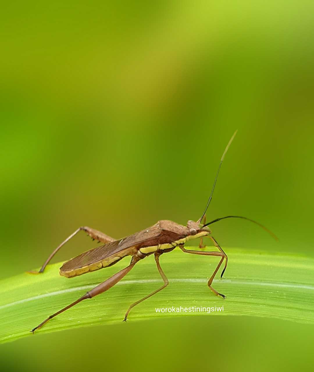 Macro