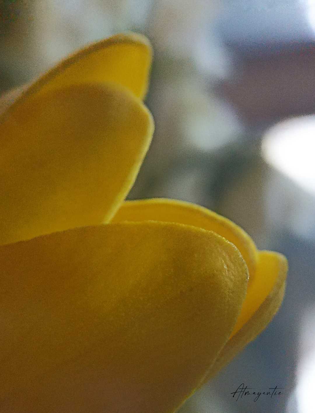 Bunga Tulip