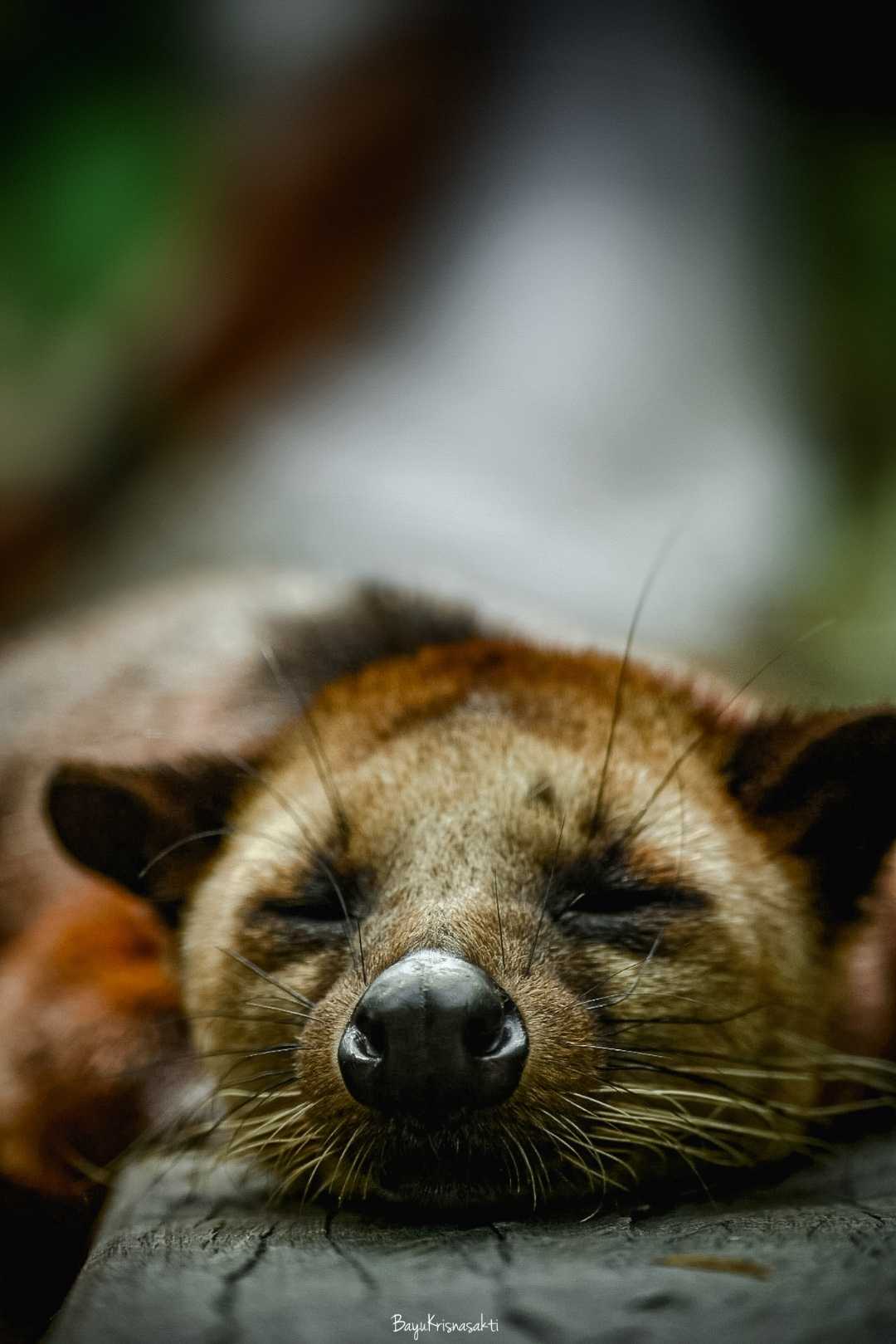 Weasel