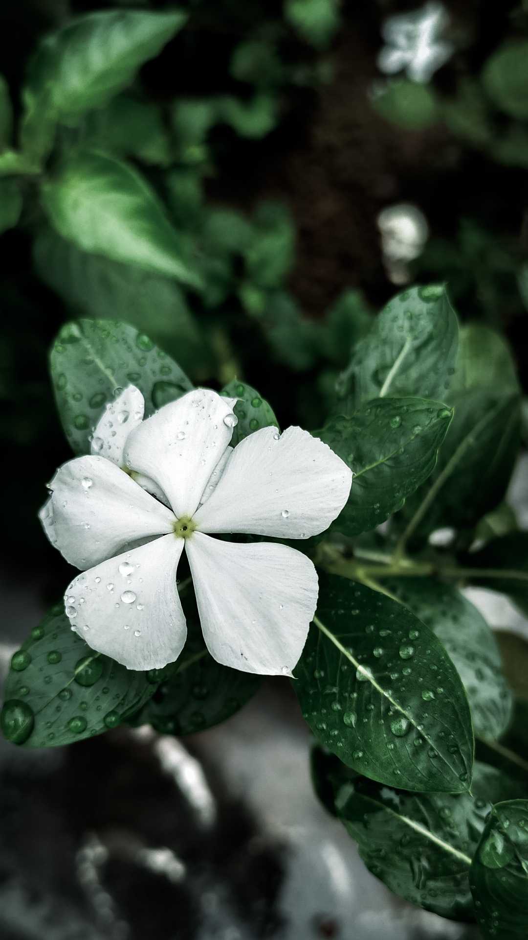 flower blooms ✨💫