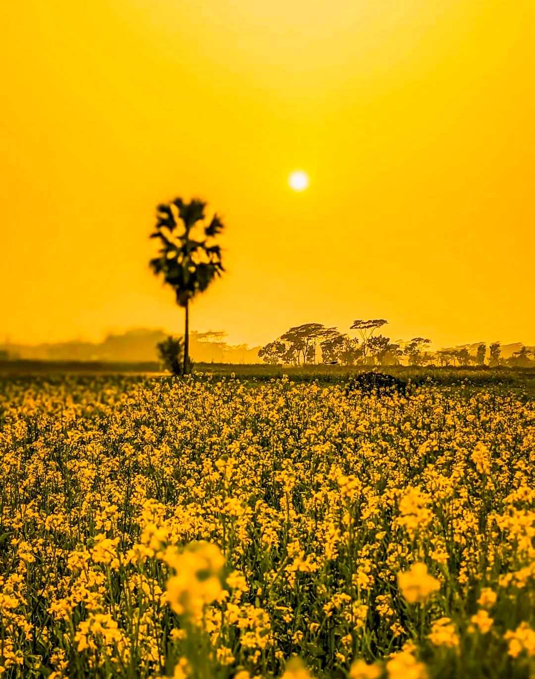 sunset lovers...🌻🧡✨️
