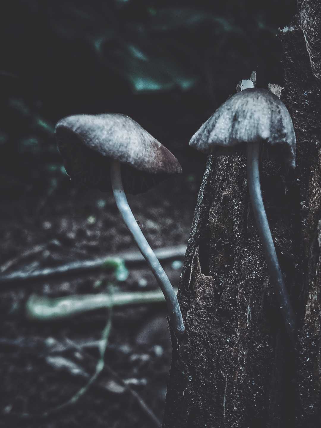 🍄✨
