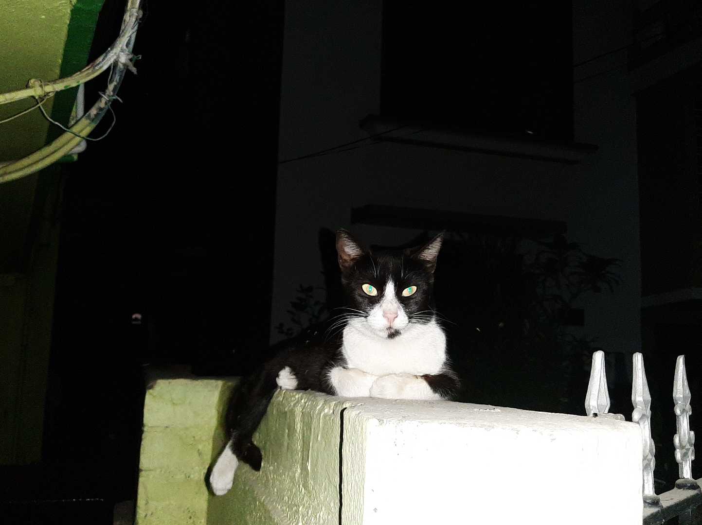 Spooky cat