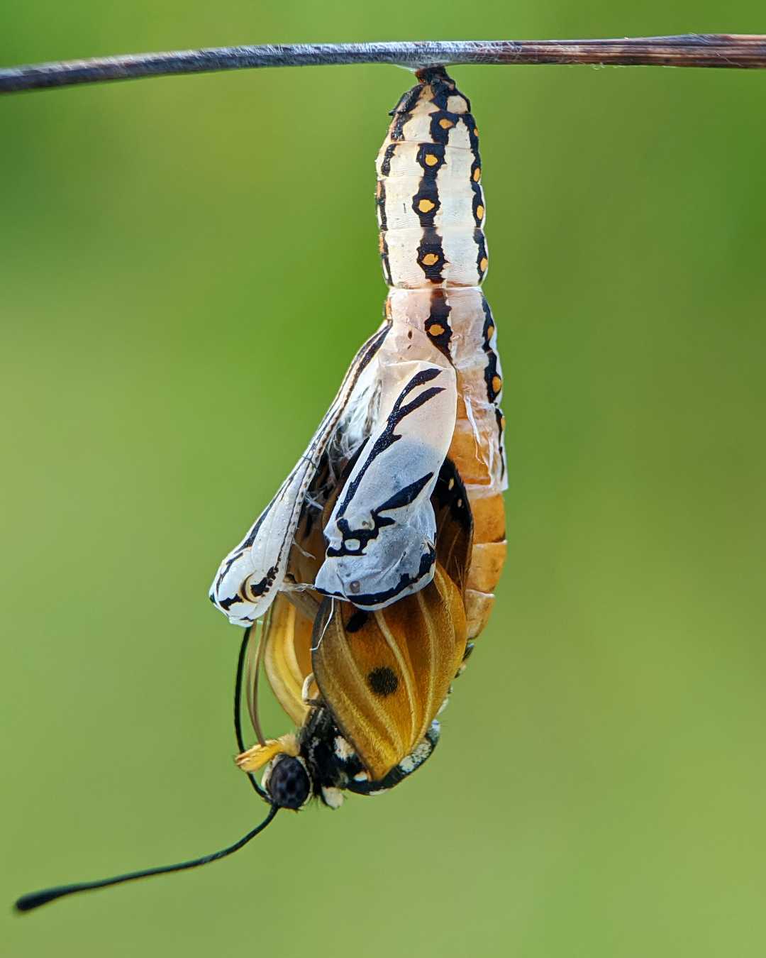 metamorfosis