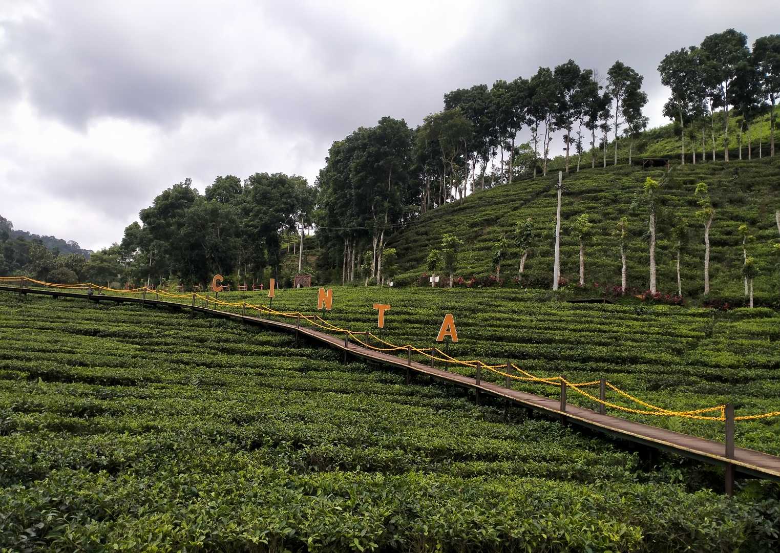 Kebun Teh