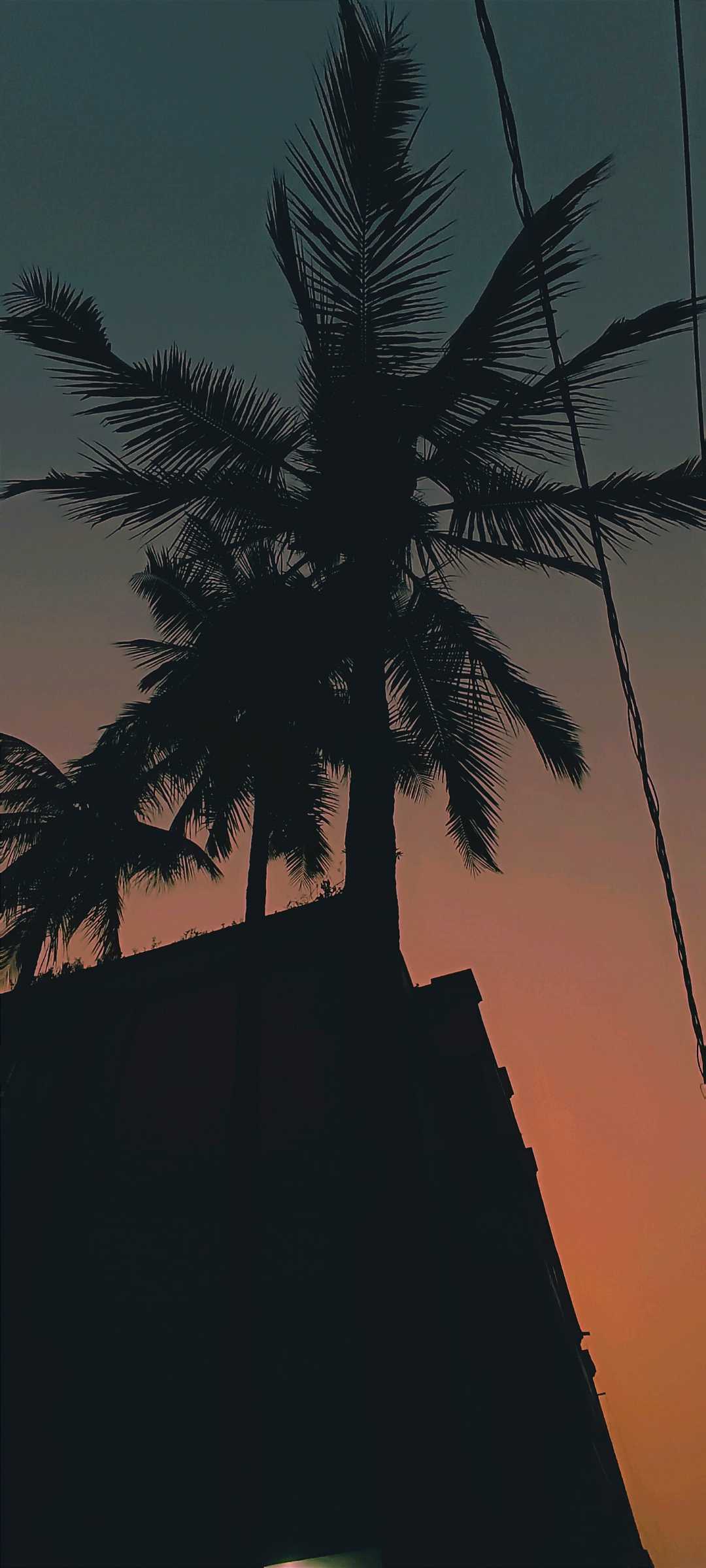🌴🌴