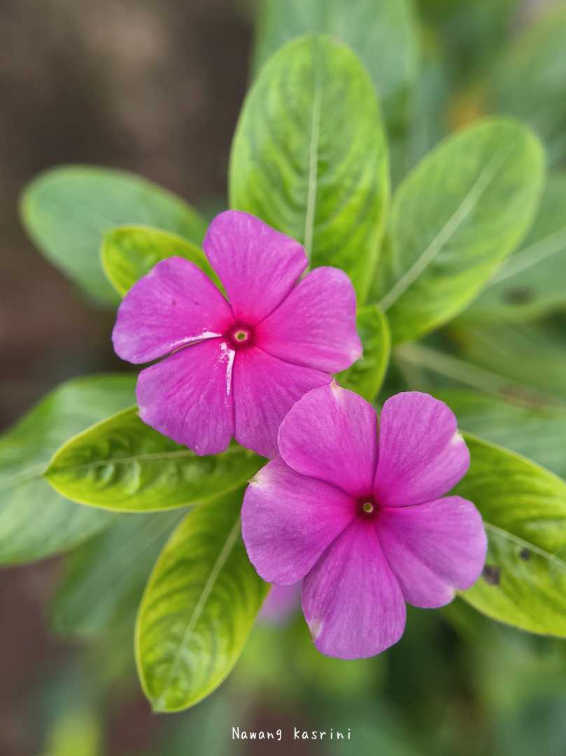 Madagascar periwinkle