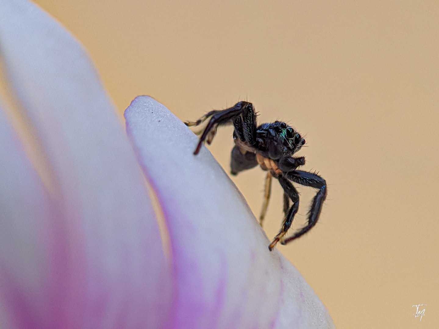 Jumping spider