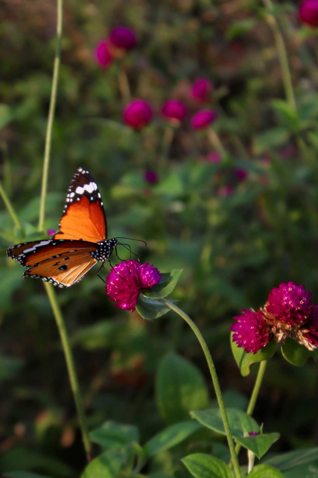 MY garden