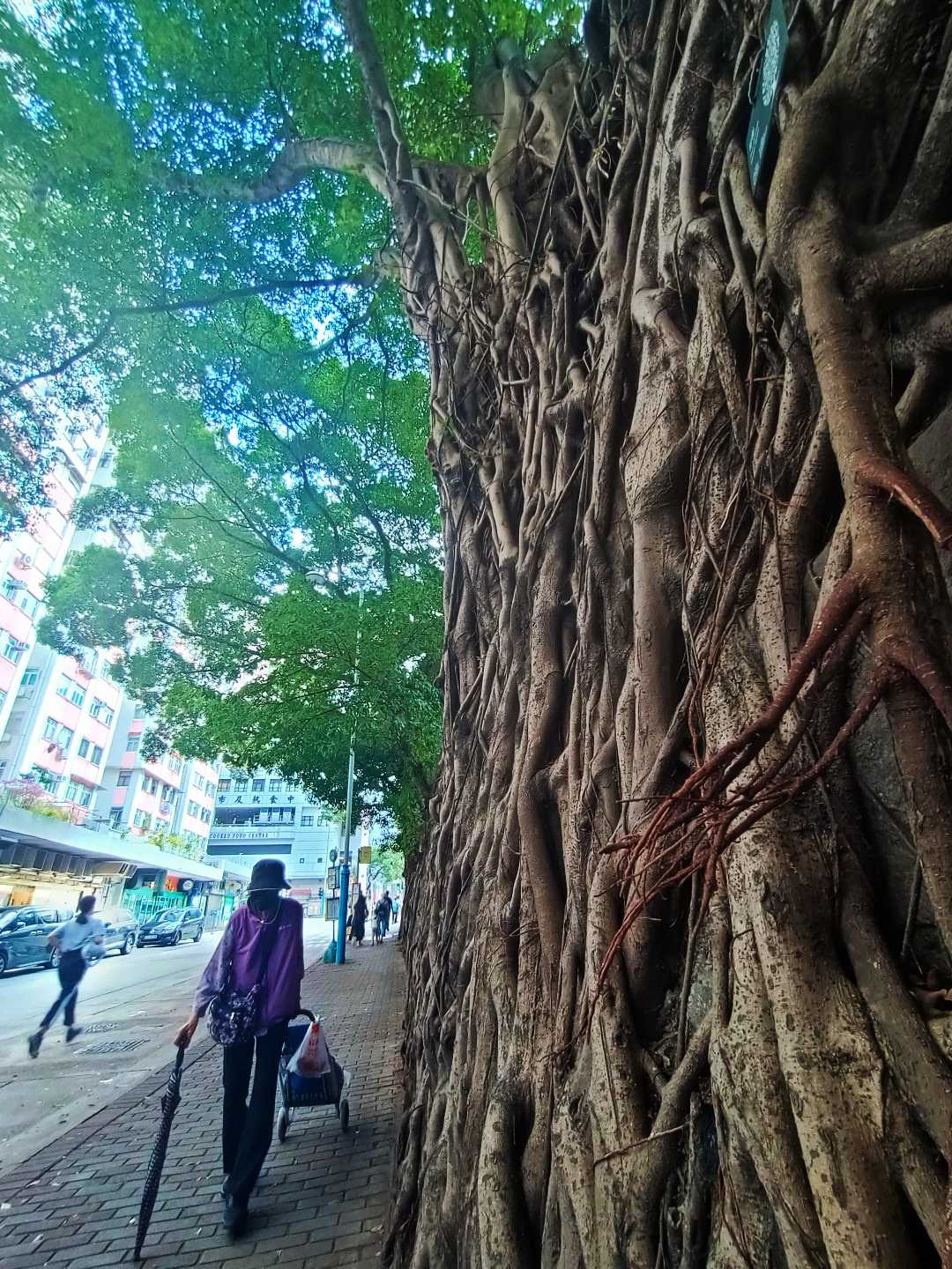 Tree wall at kenndy town