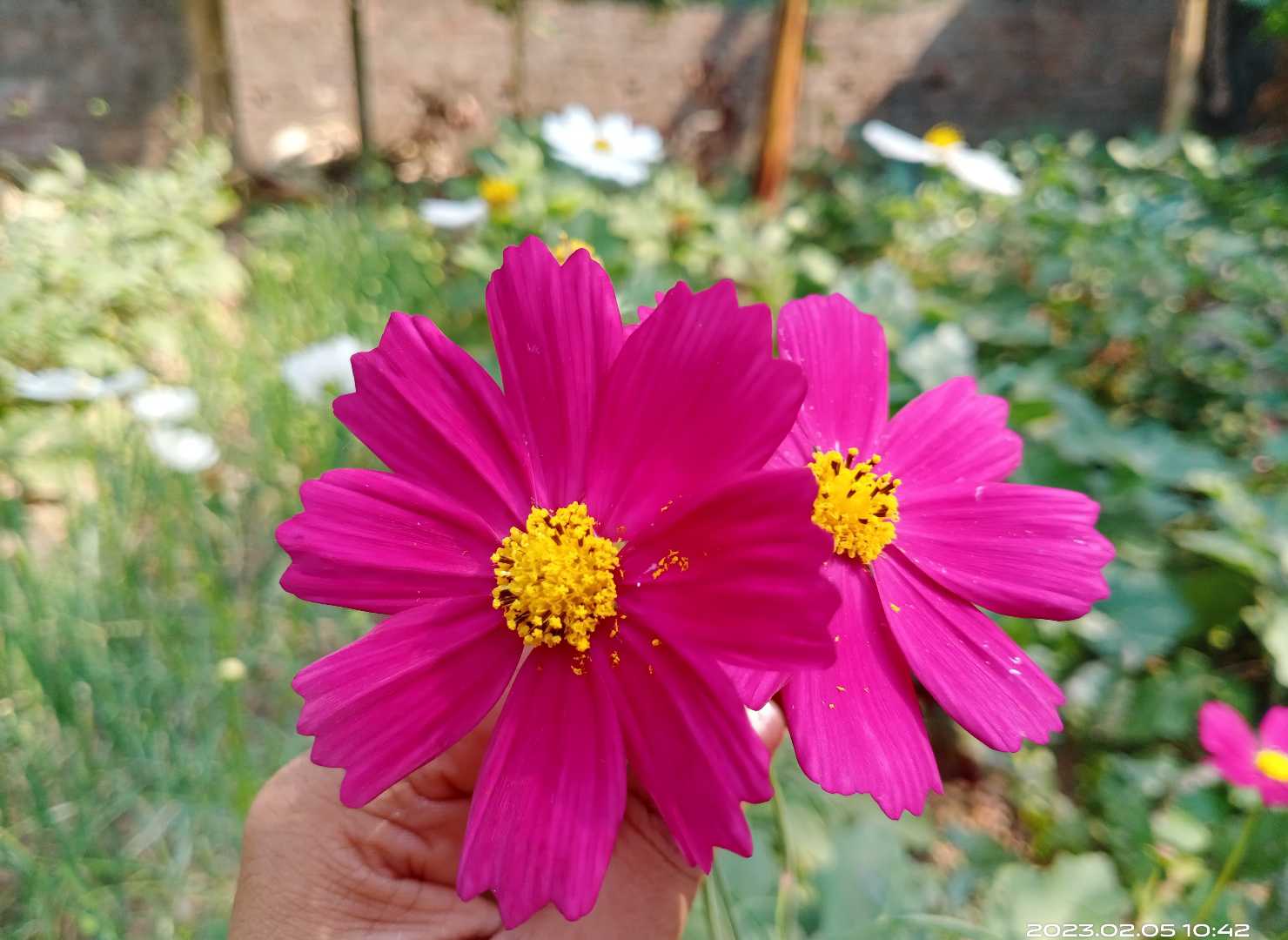 Beautiful flowers 