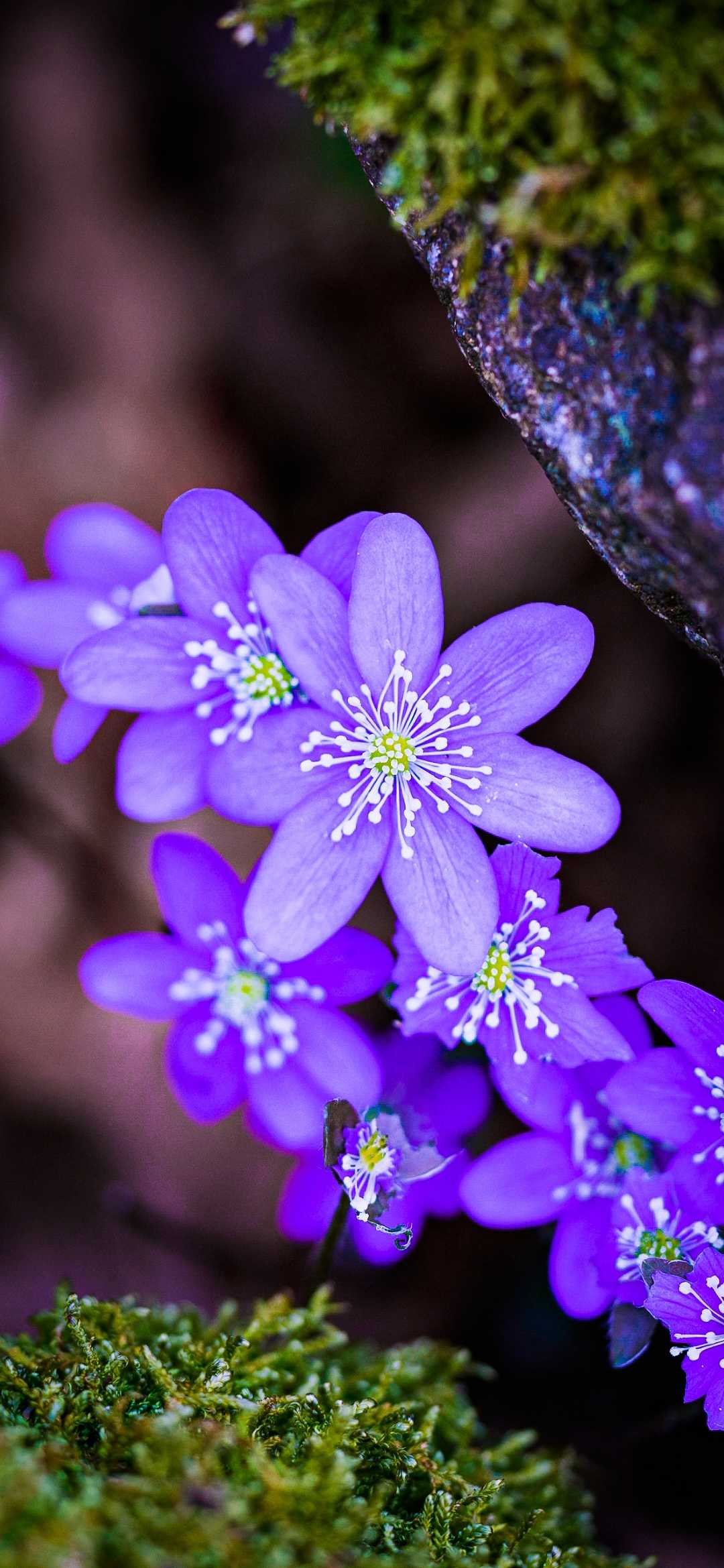 beautiful colours of nature 