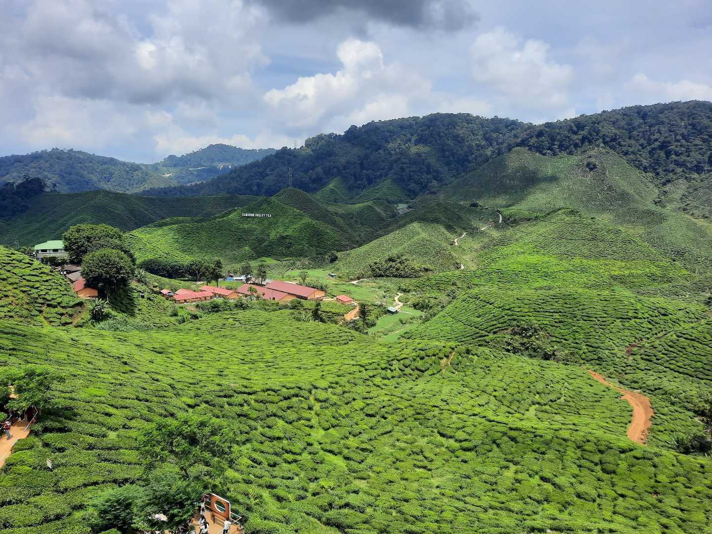 Ladang tea boh Cameron Highland