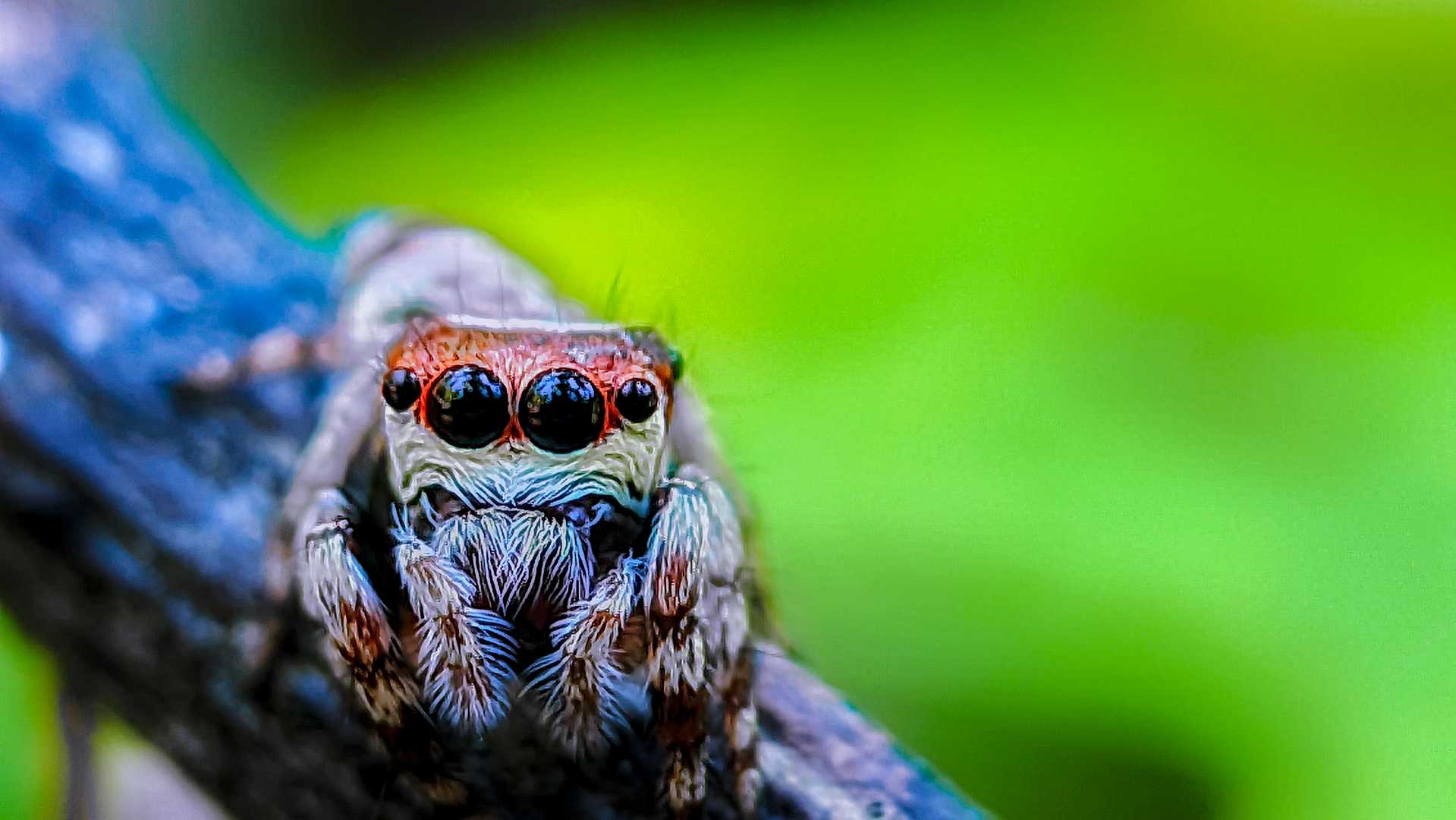 Evarcha/jumping spider