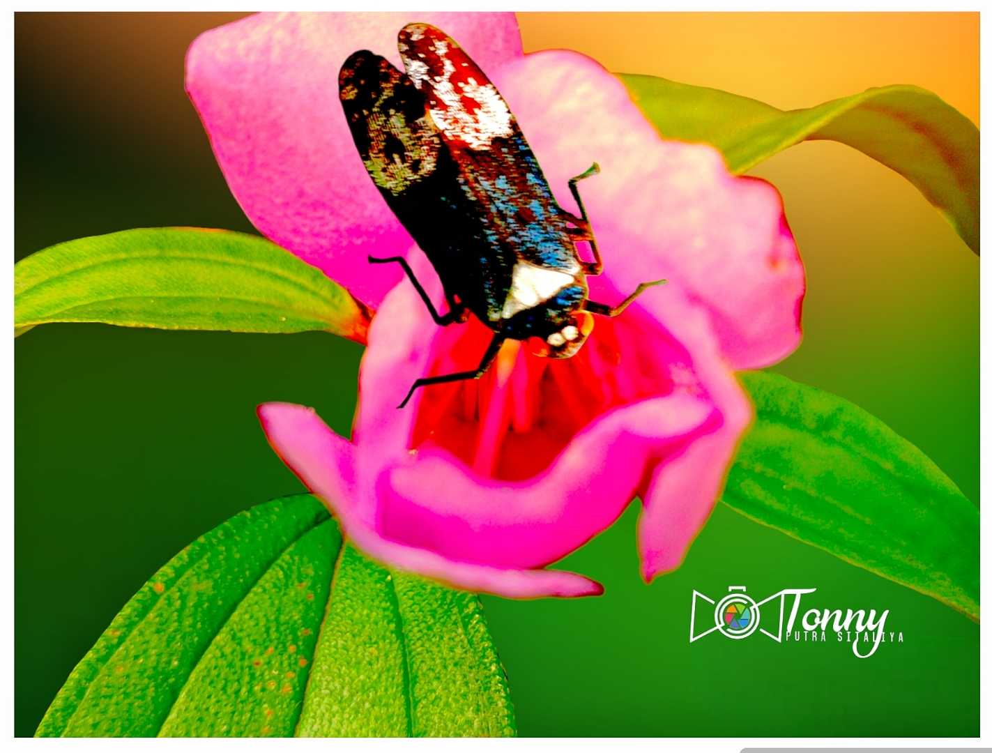 Leafhoppers