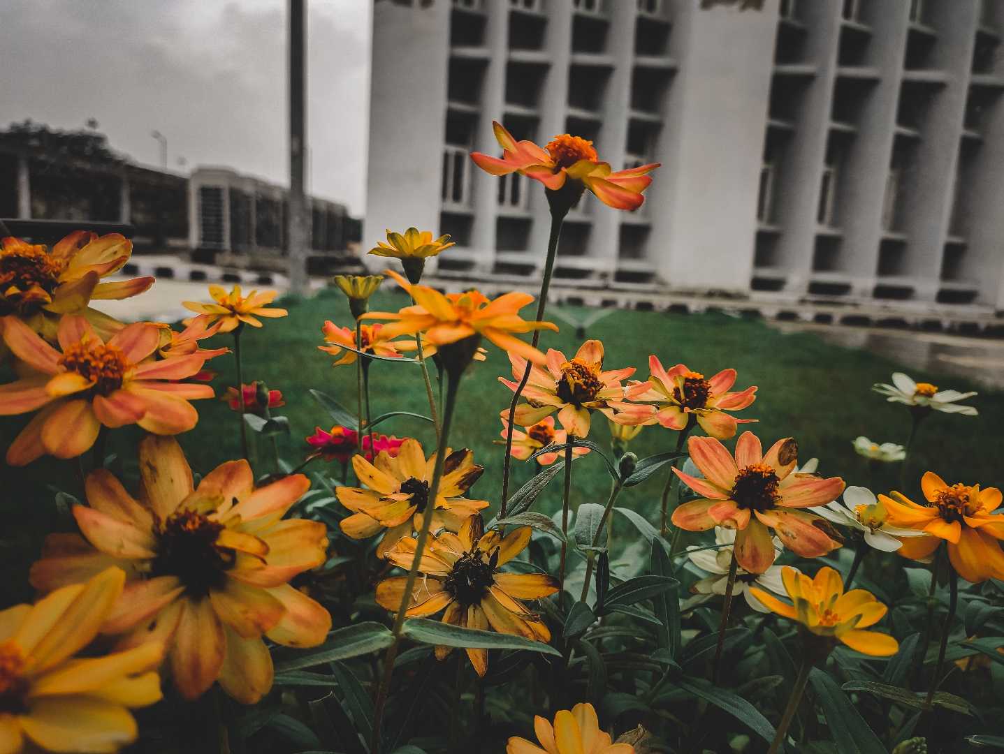 Flowers don’t tell, they show.
