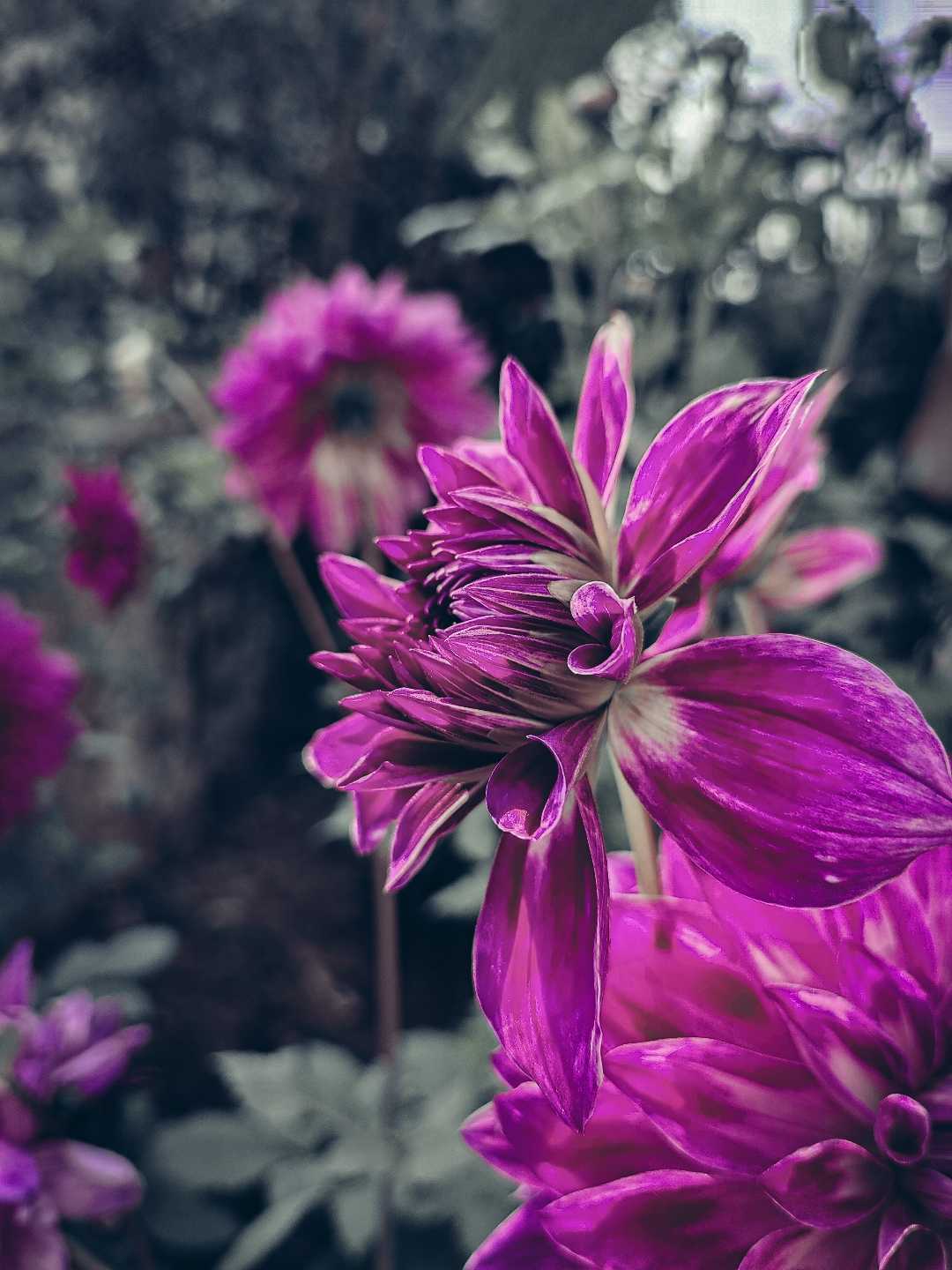 Nature has all the colours❤