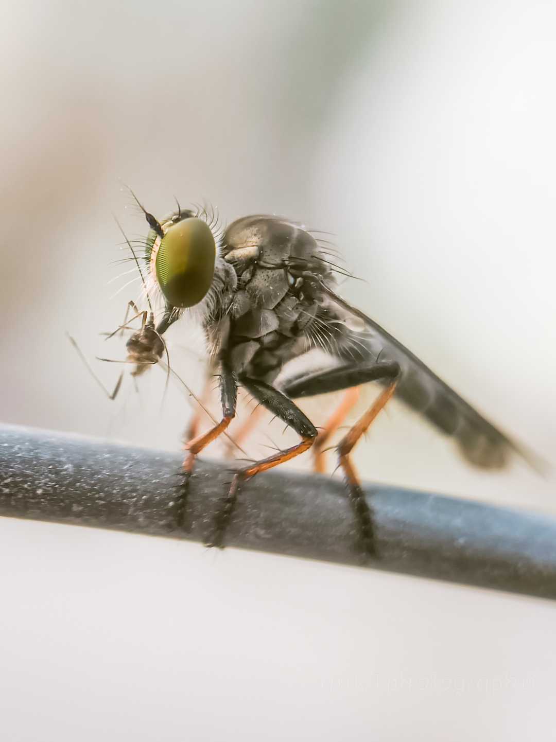 ROBBER FLY WITH A PREY