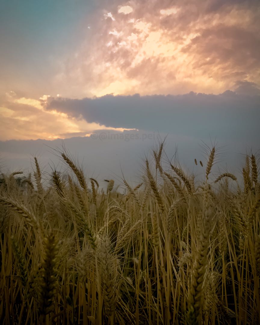 dramatic sky and golden fields🌾😍