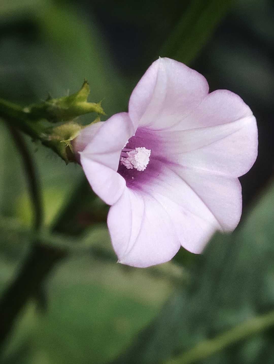 Ipomoea triloba