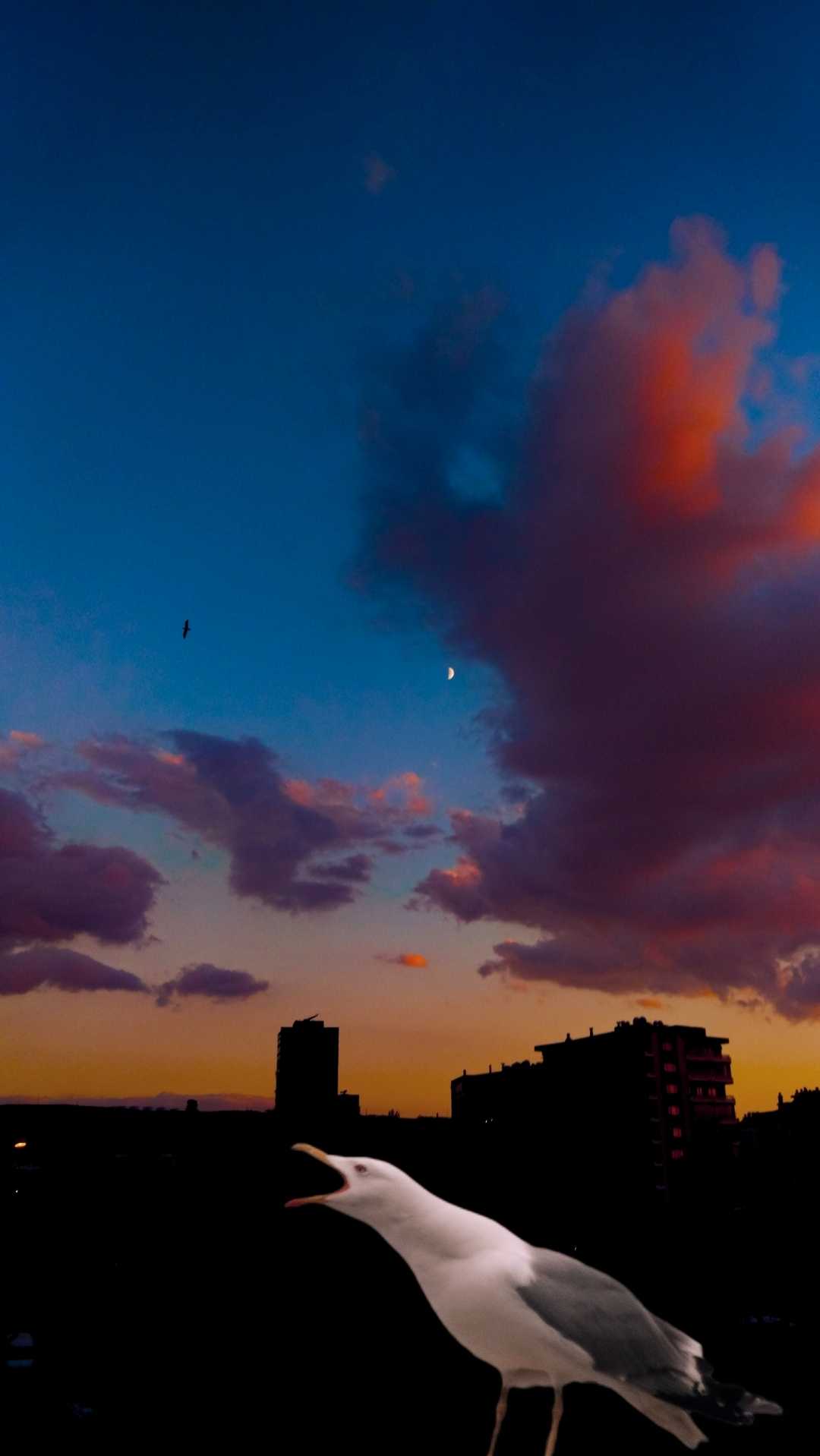 Gün batımına eşlik edenler🔅